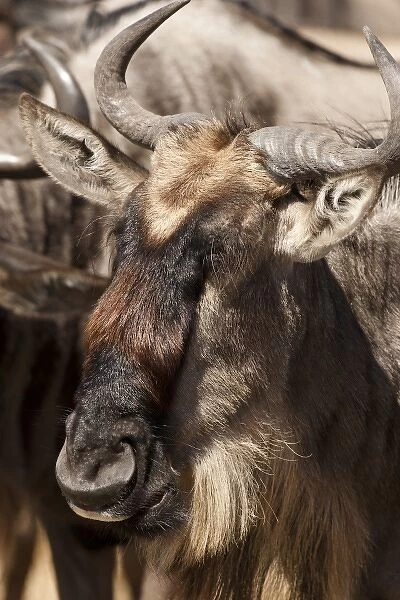 Lower Mara, Masai Mara GR, Kenya, White-bearded Wildebeest or Gnu, Connochaetes taurinus