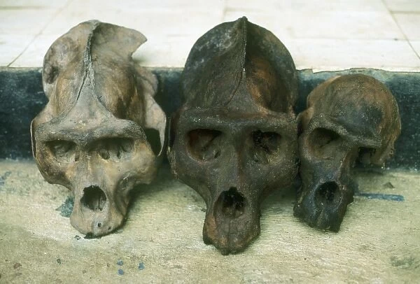 Lowland Gorilla, (Gorilla gorilla), Skulls of poached animals, Korup National Park, Cameroon