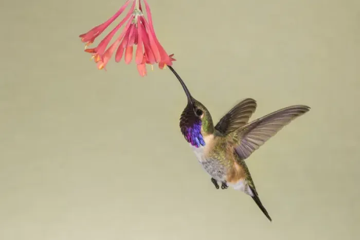Framed Print : Lucifer Hummingbird (Calothorax lucifer) feeding