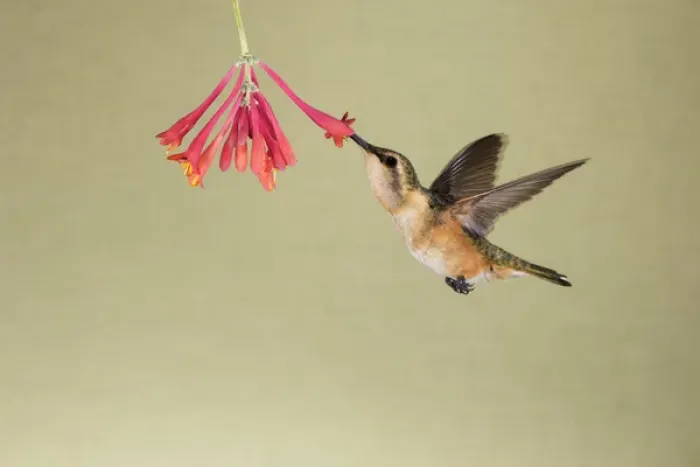 Framed Print : Lucifer Hummingbird (Calothorax lucifer) feeding Framed Print : Lucifer Hummingbird (Calothorax lucifer) feeding