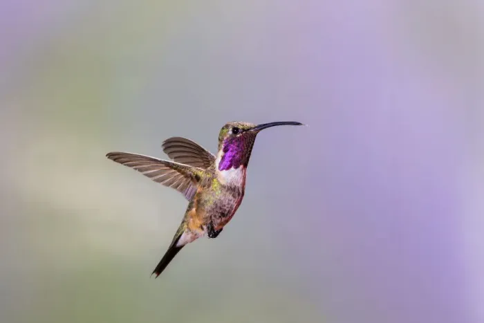 Framed Print : Lucifer hummingbird (Calothorax lucifer) male hovering Framed Print : Lucifer hummingbird (Calothorax lucifer) male hovering