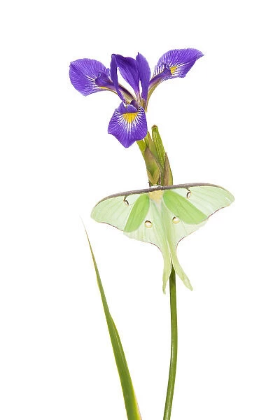 Luna Moth (Actias luna) on Blue Flag Iris (Iris versicolor) on white background, Marion Co