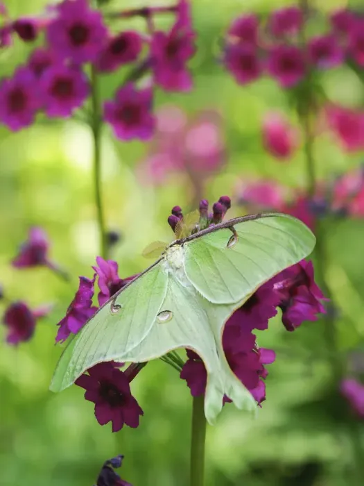 Framed Print : Luna moth, Actias luna, (Saturniidae family) on pink Candelabra primroses
