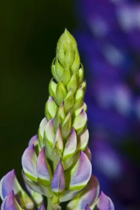 Framed Print : Lupin Framed Print : Lupin