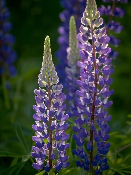 Lupine in Acadia National Park, Maine