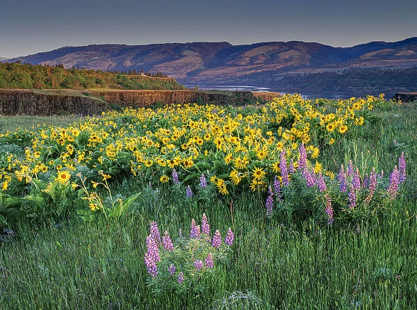 Lupine and balsamroot wildflowers at Columbia River Gorge near Hood River, Oregon