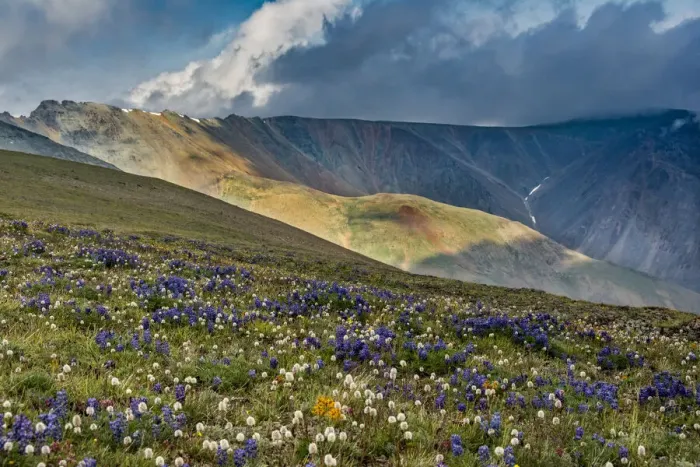 Framed Print : Lupine and Bistort wildflowers cover high alpine meadow Framed Print : Lupine and Bistort wildflowers cover high alpine meadow