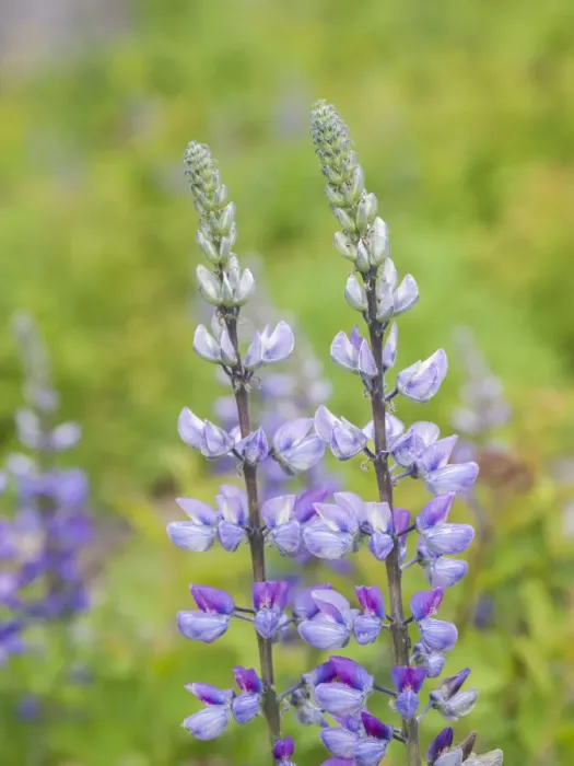 Framed Print : Lupine blooming in a forest