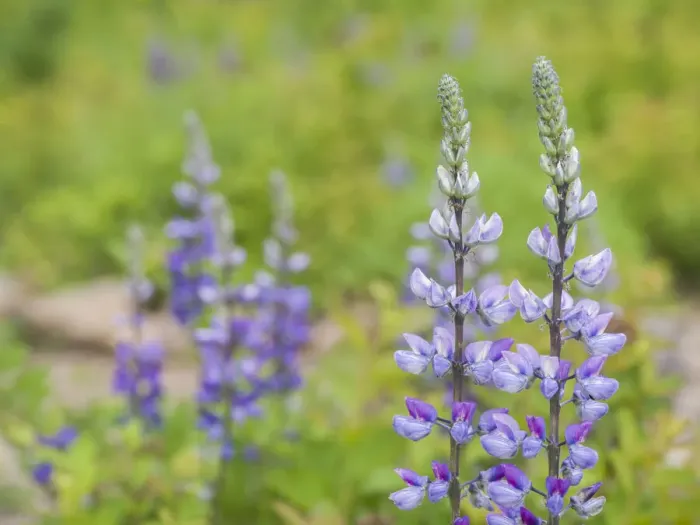 Framed Print : Lupine blooming in a forest Framed Print : Lupine blooming in a forest