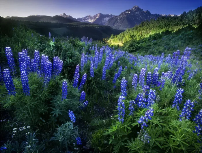 Framed Print : Lupine on Dallas divide with distant my snaffles near Telluride in the Colorado Rocky