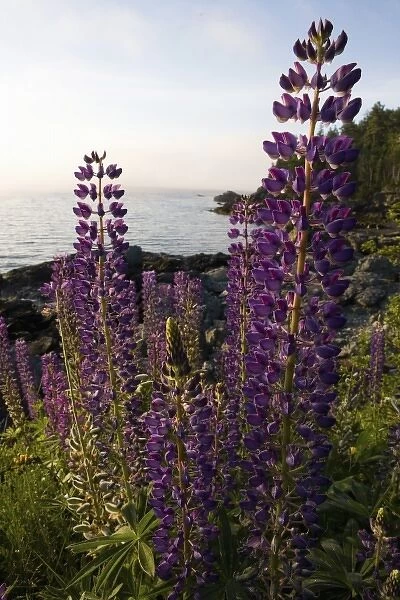 Lupine at Dorrs Point in Maine USA