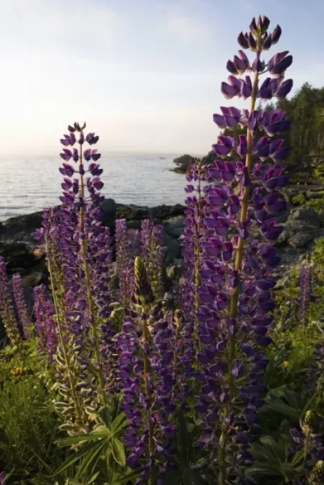 Framed Print : Lupine at Dorrs Point in Maine USA Framed Print : Lupine at Dorrs Point in Maine USA