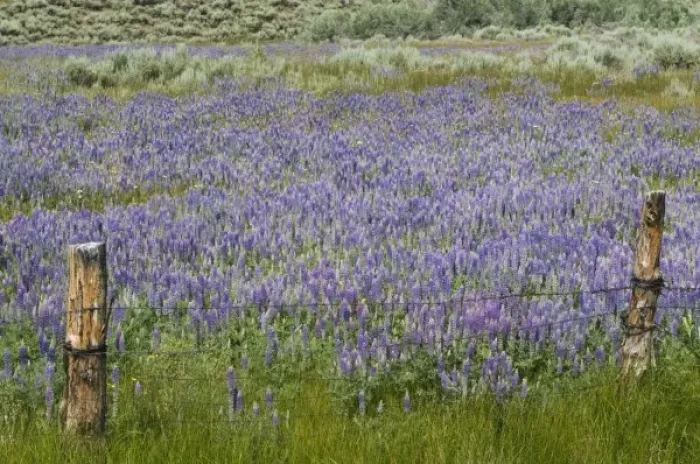 Framed Print : Lupine field and fence Framed Print : Lupine field and fence