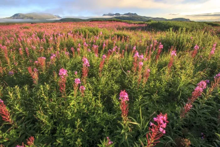 Framed Print : Lupine field. McNeil River State Game Sanctuary and refuge. Alaska Peninsula. Alaska Framed Print : Lupine field. McNeil River State Game Sanctuary and refuge. Alaska Peninsula. Alaska