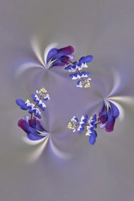 Framed Print : Lupine flower, Napa Valley, California