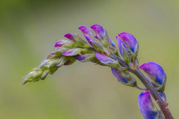 Lupine flower opening up, Olympic National Park, Washington State