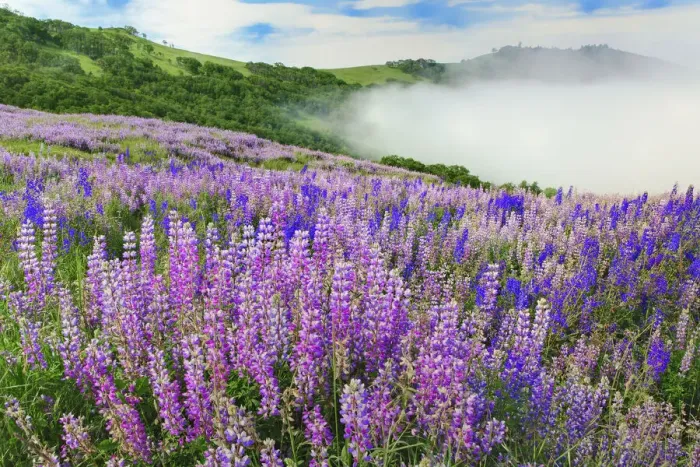 Framed Print : Lupine flowers, Bald Hills Road, California Framed Print : Lupine flowers, Bald Hills Road, California