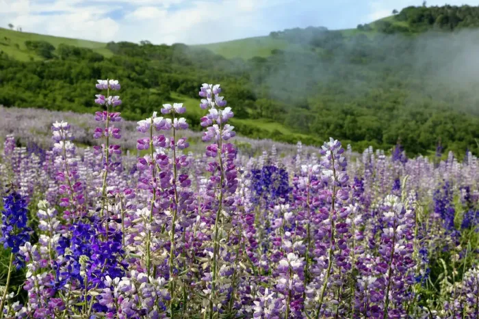 Framed Print : Lupine flowers, Bald Hills Road, California Framed Print : Lupine flowers, Bald Hills Road, California