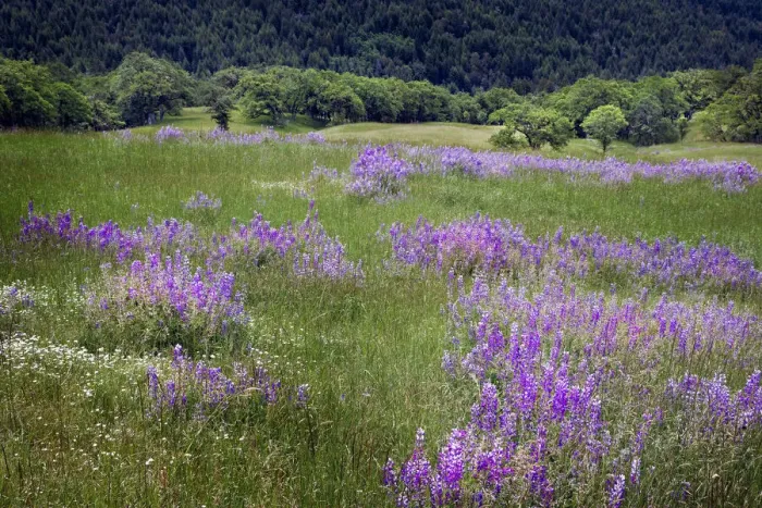 Framed Print : Lupine flowers on hillside, Dolason Prairie, California