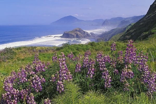 Lupine flowers and rugged coastline along southern Oregon