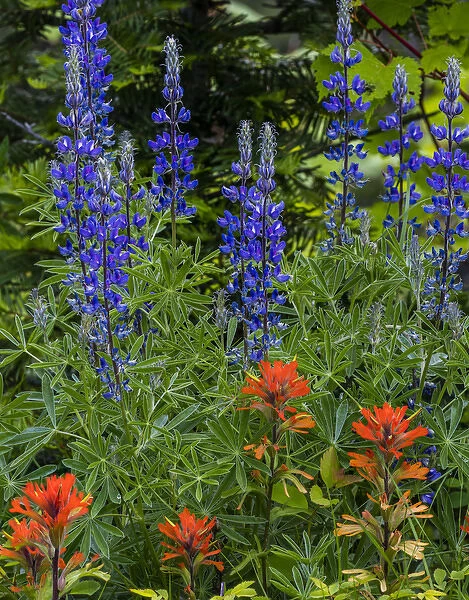 Lupine and Indian Paintbrush wildflowers carpet the forest floor in the Stillwater