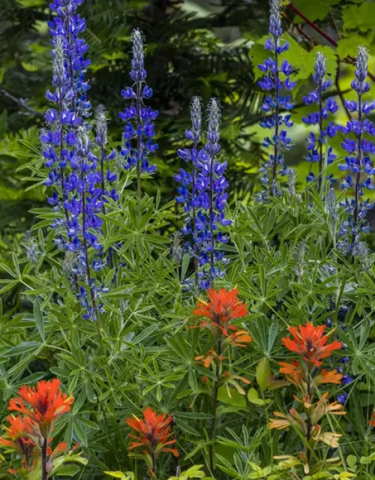 Framed Print : Lupine and Indian Paintbrush wildflowers carpet the forest floor in the Stillwater Framed Print : Lupine and Indian Paintbrush wildflowers carpet the forest floor in the Stillwater