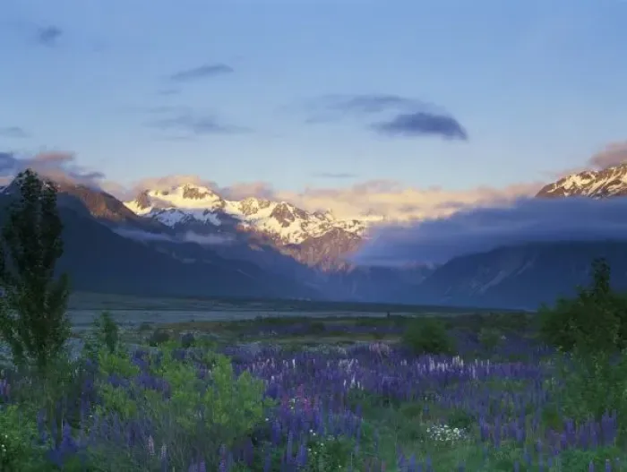 Framed Print : Lupine and the Main Divide, Arthurs Pass, South Island, New Zealand