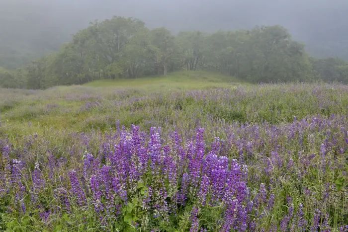 Framed Print : Lupine and oak trees in fog Bald Hills, Redwoods National Park, California Framed Print : Lupine and oak trees in fog Bald Hills, Redwoods National Park, California
