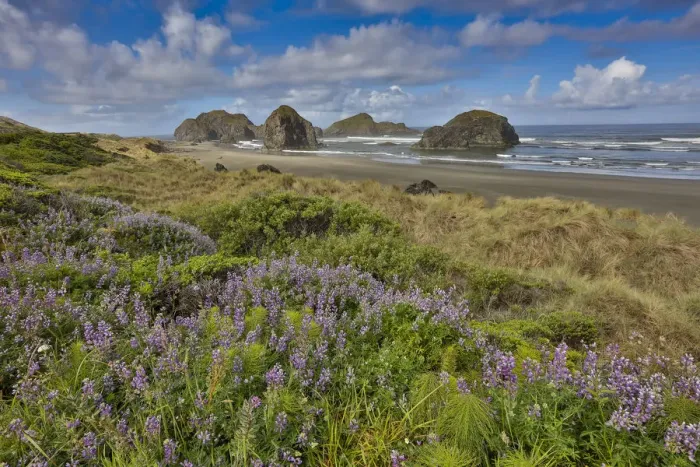 Framed Print : Lupine along southern Oregon coastline near Cape Sebastian State Scenic Corridor