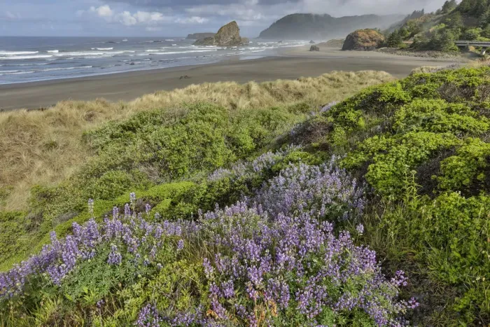 Framed Print : Lupine along southern Oregon coastline near Cape Sebastian State Scenic Corridor Framed Print : Lupine along southern Oregon coastline near Cape Sebastian State Scenic Corridor