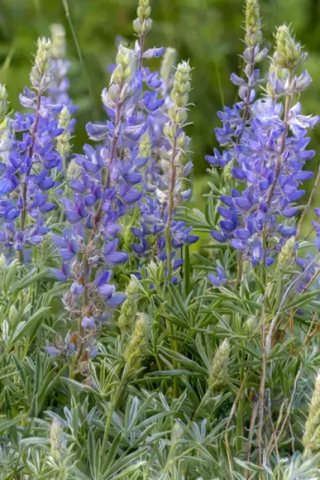 Framed Print : Lupine wildflowers in Glacier National Park, Montana, USA Framed Print : Lupine wildflowers in Glacier National Park, Montana, USA
