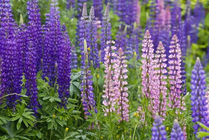 Framed Print : Lupine wildflowers near Lubec, Maine, USA Framed Print : Lupine wildflowers near Lubec, Maine, USA