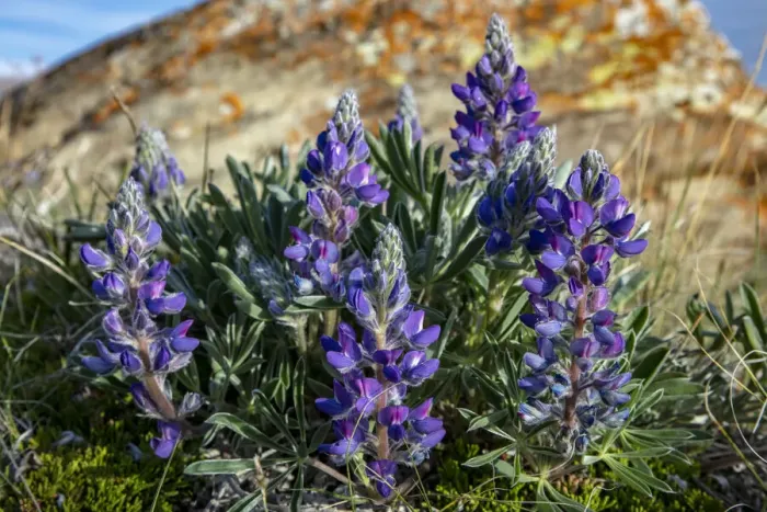 Framed Print : Lupine wildflowers along the Rocky Mountain Front near Choteau, Montana, USA