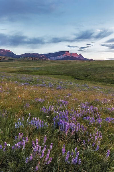 Lupine wildflowers and Sawtooth Ridge along the Rocky Mountain Front near Augusta