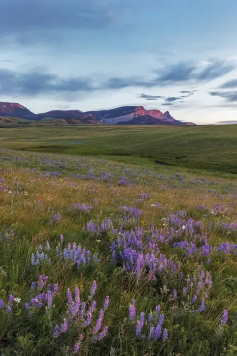 Framed Print : Lupine wildflowers and Sawtooth Ridge along the Rocky Mountain Front near Augusta Framed Print : Lupine wildflowers and Sawtooth Ridge along the Rocky Mountain Front near Augusta