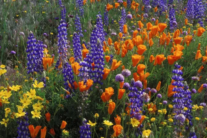 Framed Print : Lupines, coreopsis (Coreopsis californica), and California poppies (Eschscholzia Framed Print : Lupines, coreopsis (Coreopsis californica), and California poppies (Eschscholzia