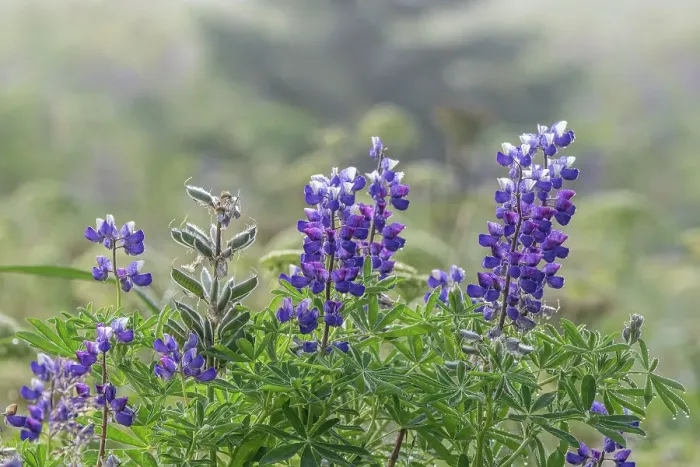 Framed Print : Lupines drip with moisture on a foggy day at Lake Clark
