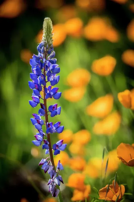 Framed Print : Lupines and poppies are two common wildflower that grow together Framed Print : Lupines and poppies are two common wildflower that grow together