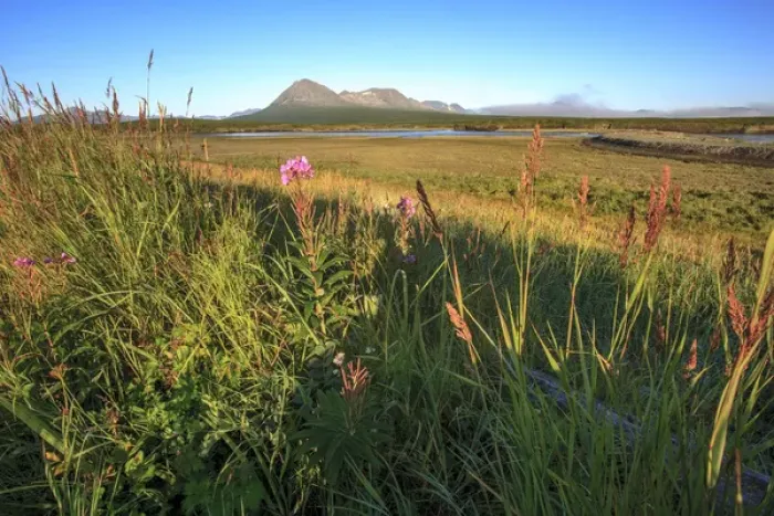 Framed Print : Lupines. View from camp. McNeil River State Game Sanctuary and refuge. Alaska Peninsula