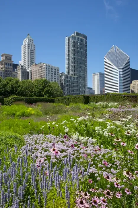 Framed Print : Lurie Garden in Millennium Park, Chicago, with Michigan Avenue skyline Framed Print : Lurie Garden in Millennium Park, Chicago, with Michigan Avenue skyline