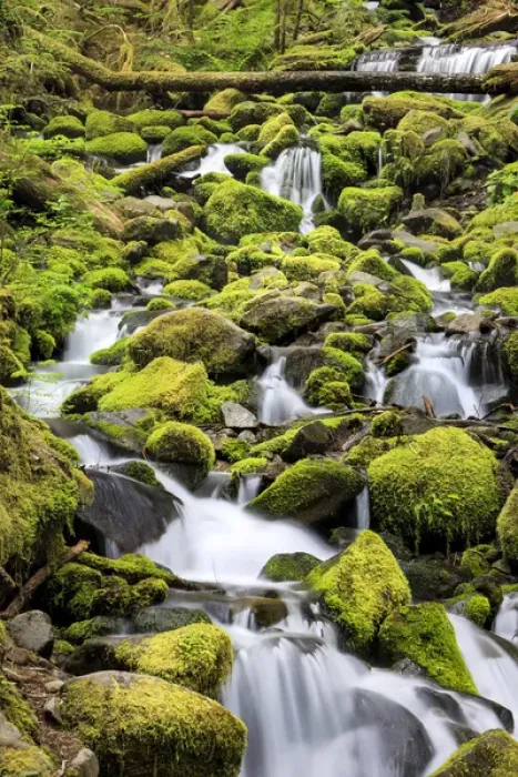Framed Print : Lush area with small creek. Olympic National Park, Washington, US Framed Print : Lush area with small creek. Olympic National Park, Washington, US