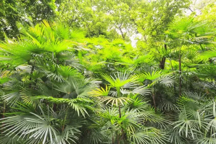 Framed Print : lush green tropical palms and trees, Yuexiau Park, Guangzhou, China Framed Print : lush green tropical palms and trees, Yuexiau Park, Guangzhou, China