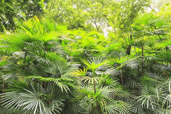 lush green tropical palms and trees, Yuexiau Park, Guangzhou, China