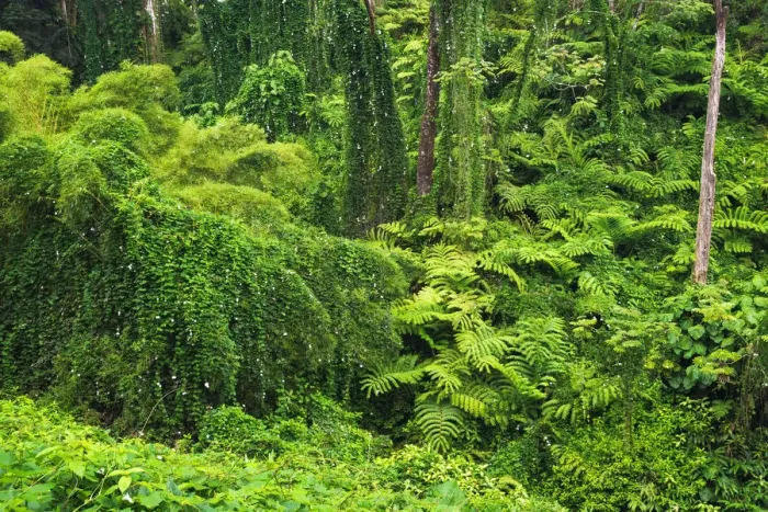 Framed Print : Lush vegetation at Akaka Falls State Park, Hamakua Coast, Big Island, Hawaii, USA Framed Print : Lush vegetation at Akaka Falls State Park, Hamakua Coast, Big Island, Hawaii, USA