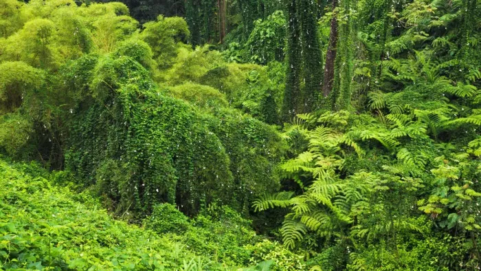 Framed Print : Lush vegetation at Akaka Falls State Park, Hamakua Coast, Big Island, Hawaii, USA Framed Print : Lush vegetation at Akaka Falls State Park, Hamakua Coast, Big Island, Hawaii, USA