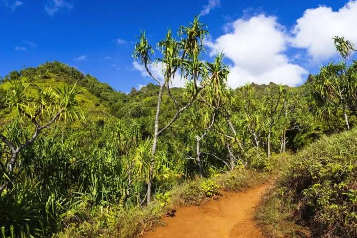 Framed Print : Lush vegitation along the Kalalau Trail on the Na Pali Coast, Island of Kauai, Hawaii USA Framed Print : Lush vegitation along the Kalalau Trail on the Na Pali Coast, Island of Kauai, Hawaii USA