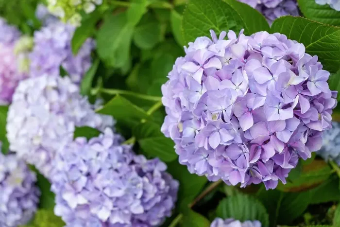 Framed Print : Luso, Portugal. Spring hydrangeas in bloom Framed Print : Luso, Portugal. Spring hydrangeas in bloom