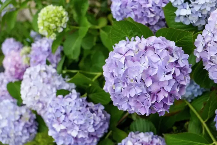Framed Print : Luso, Portugal. Spring hydrangeas in bloom