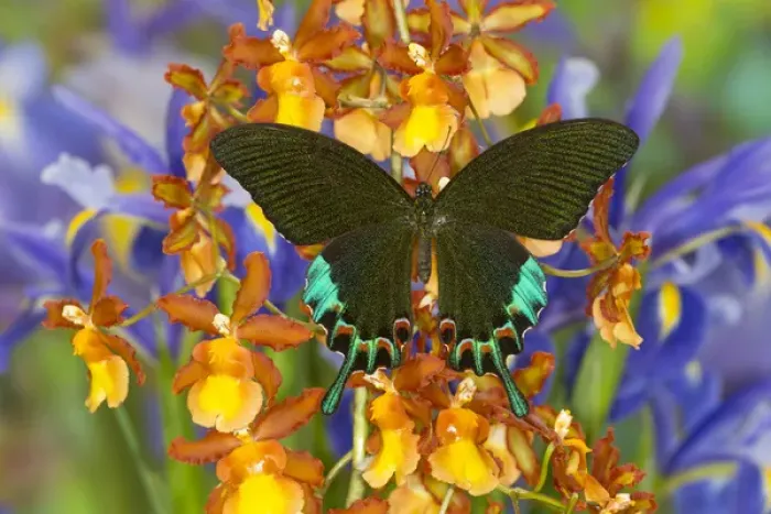 Framed Print : Luzon Peacock Swallowtail Butterfly from Philippines, Papilio hermeli Framed Print : Luzon Peacock Swallowtail Butterfly from Philippines, Papilio hermeli