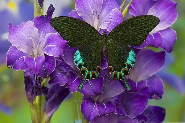 Luzon Peacock Swallowtail Butterfly from Philippines, Papilio hermeli